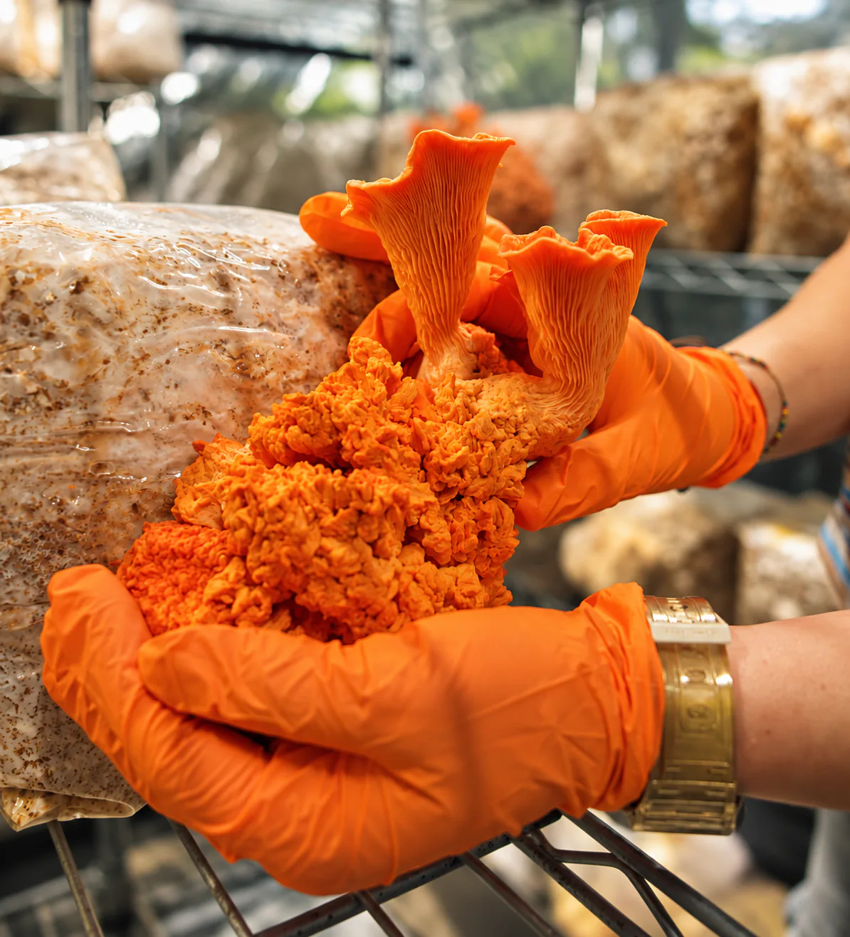 Manos con guantes naranjas sostienen un hongo naranja recién cosechado
